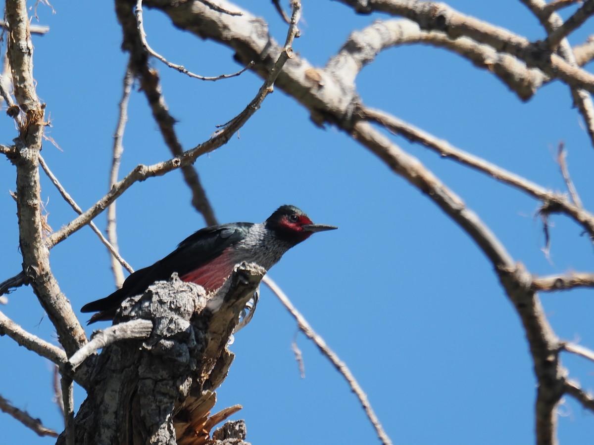 Lewis's Woodpecker - ML641879371