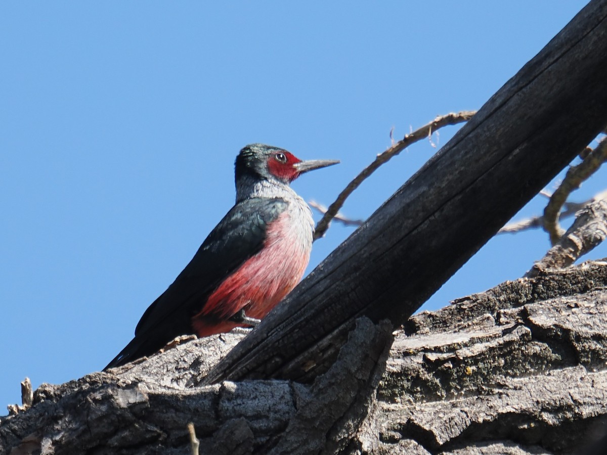 Lewis's Woodpecker - ML641879372