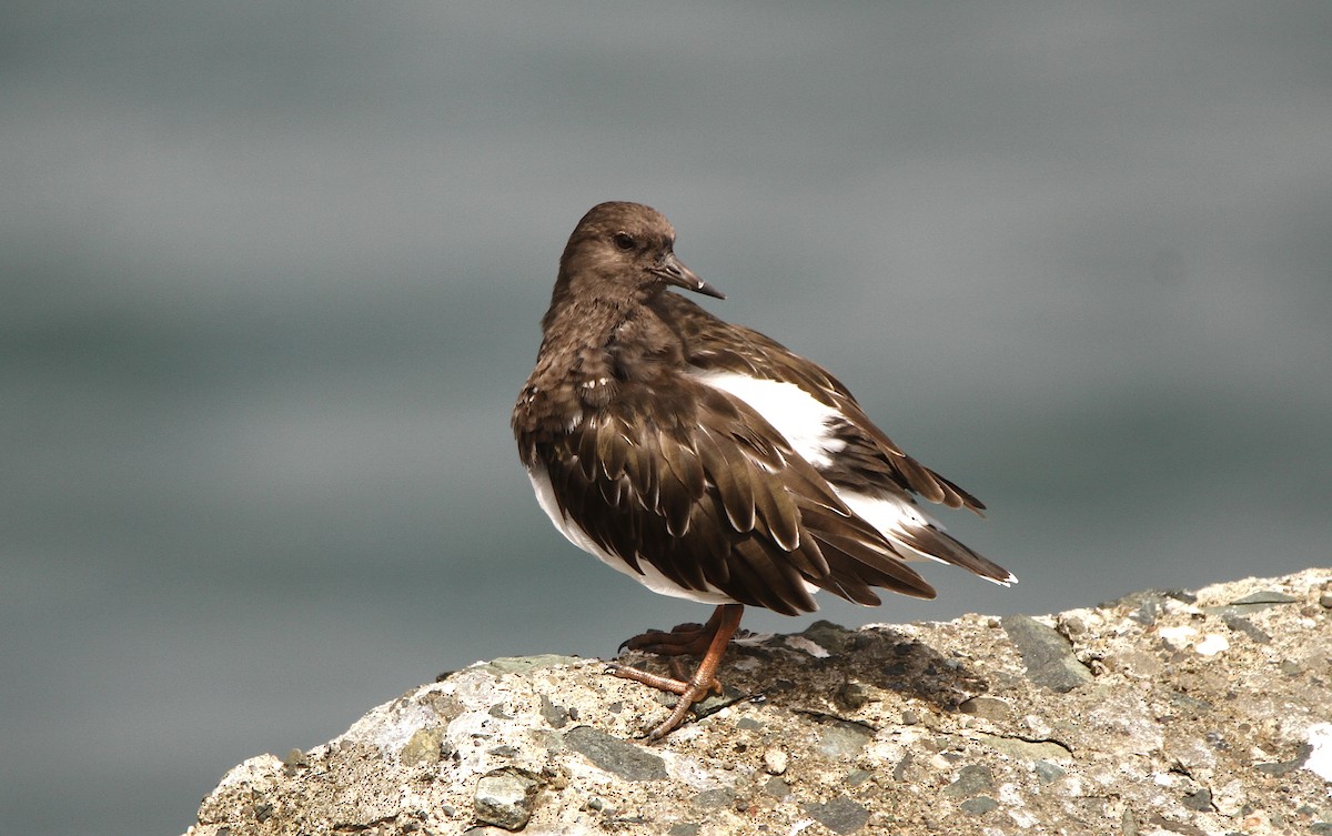 Black Turnstone - ML641879373