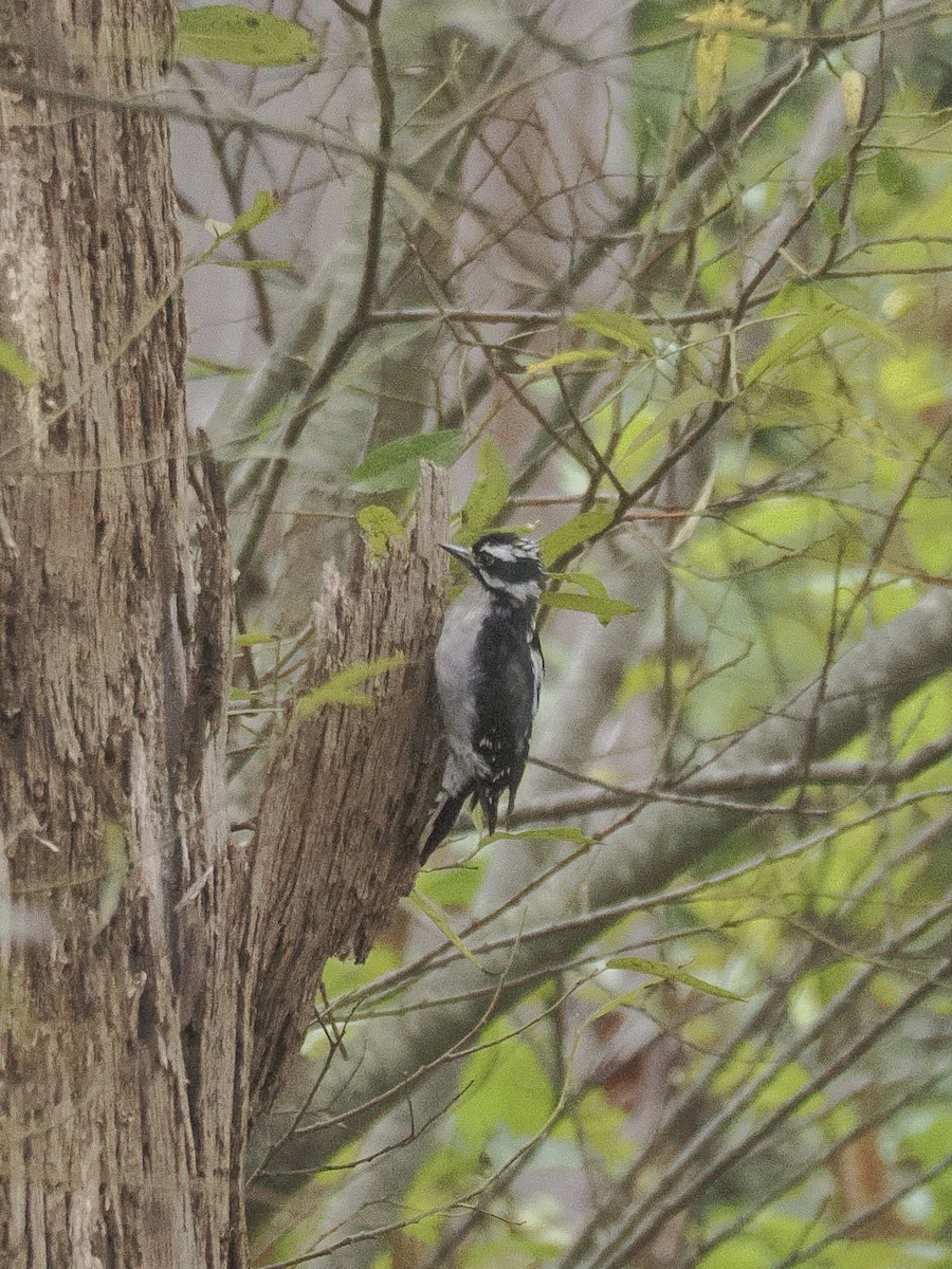 Hairy Woodpecker - ML641879386