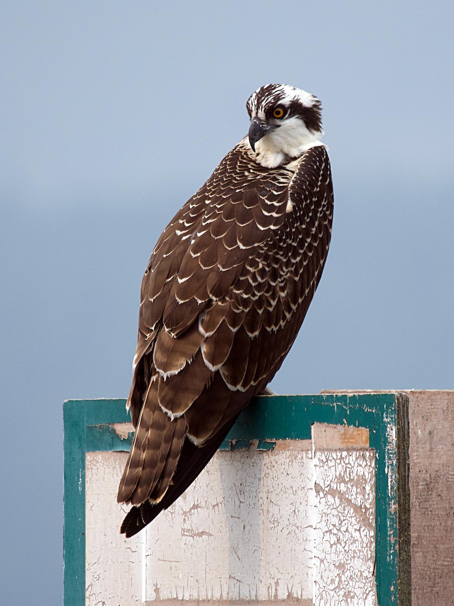 Osprey - ML641879391