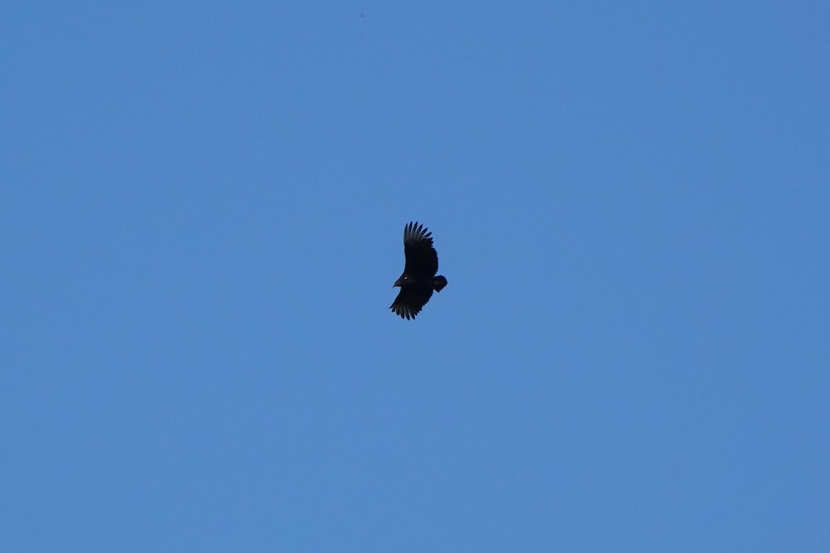 Black Vulture - ML641879393