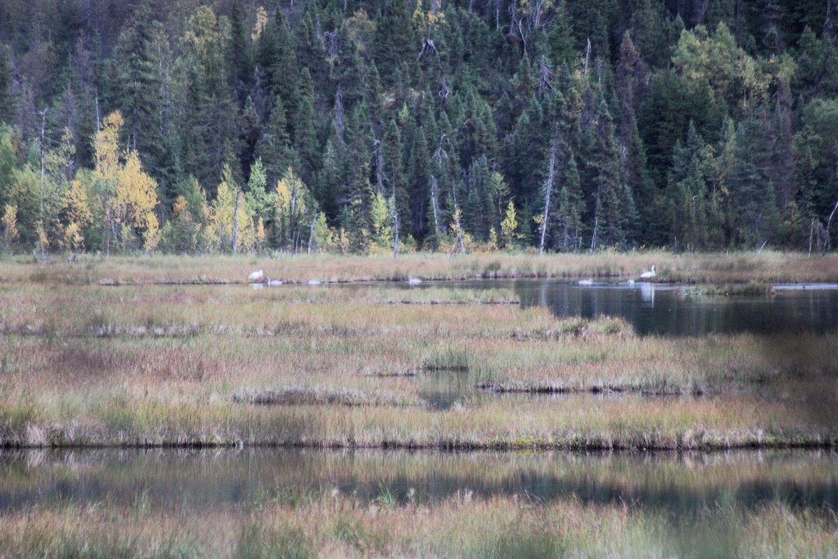 Trumpeter Swan - ML641879397