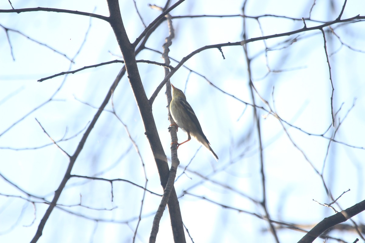 Blackpoll Warbler - ML641879398