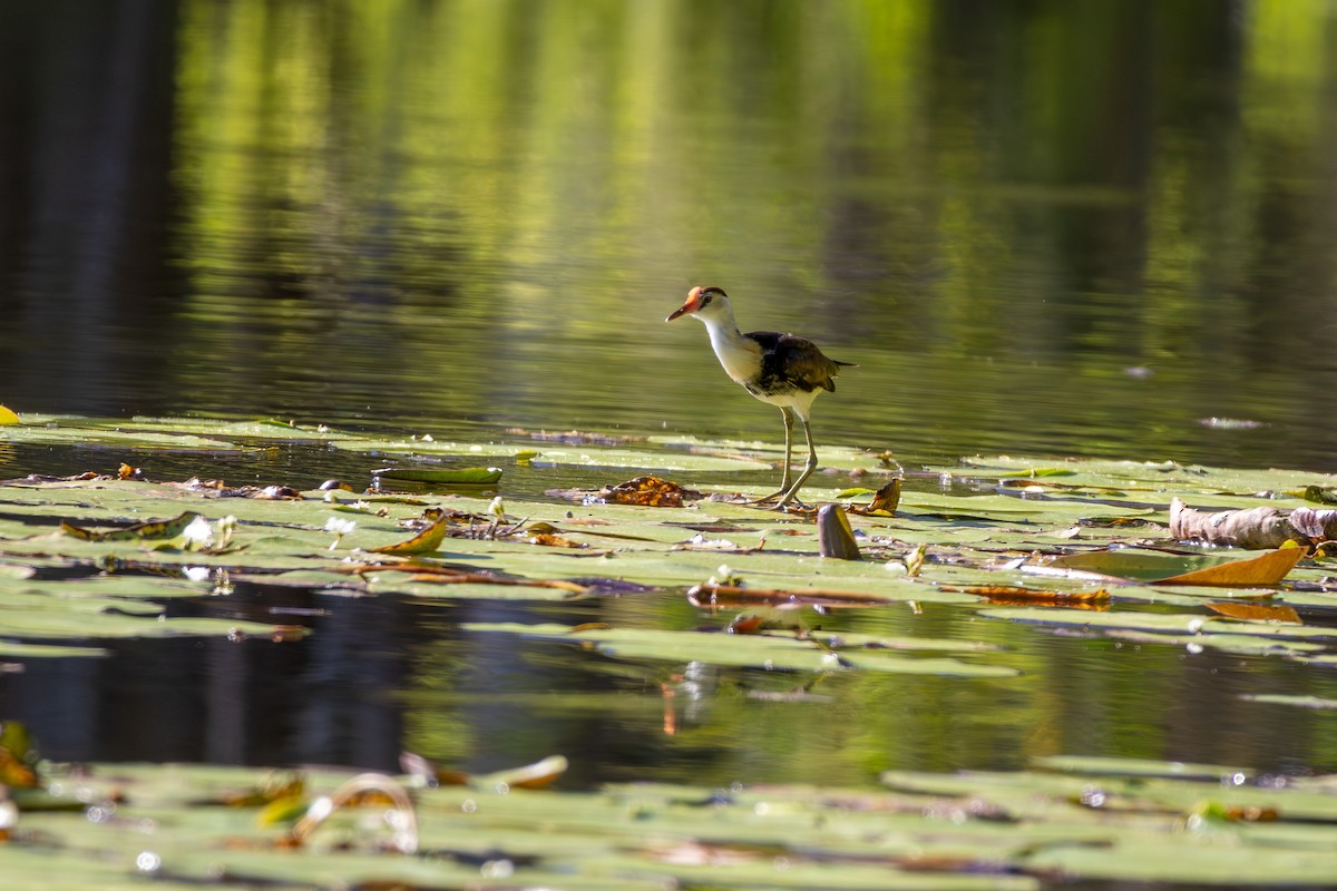 Comb-crested Jacana - ML641879400
