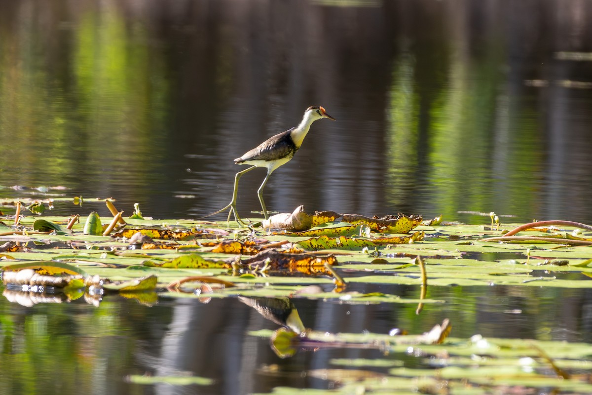 Comb-crested Jacana - ML641879401