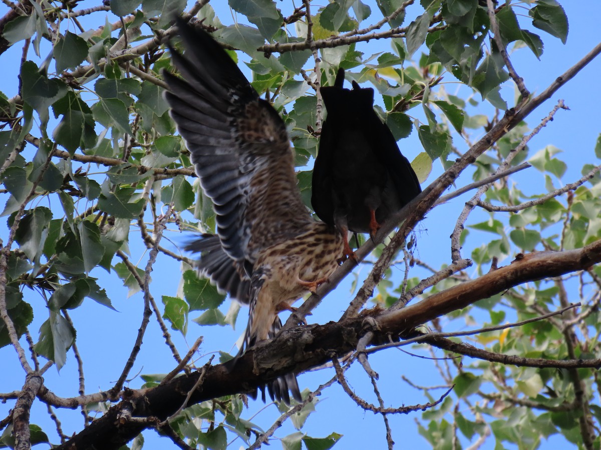 Mississippi Kite - ML641879402