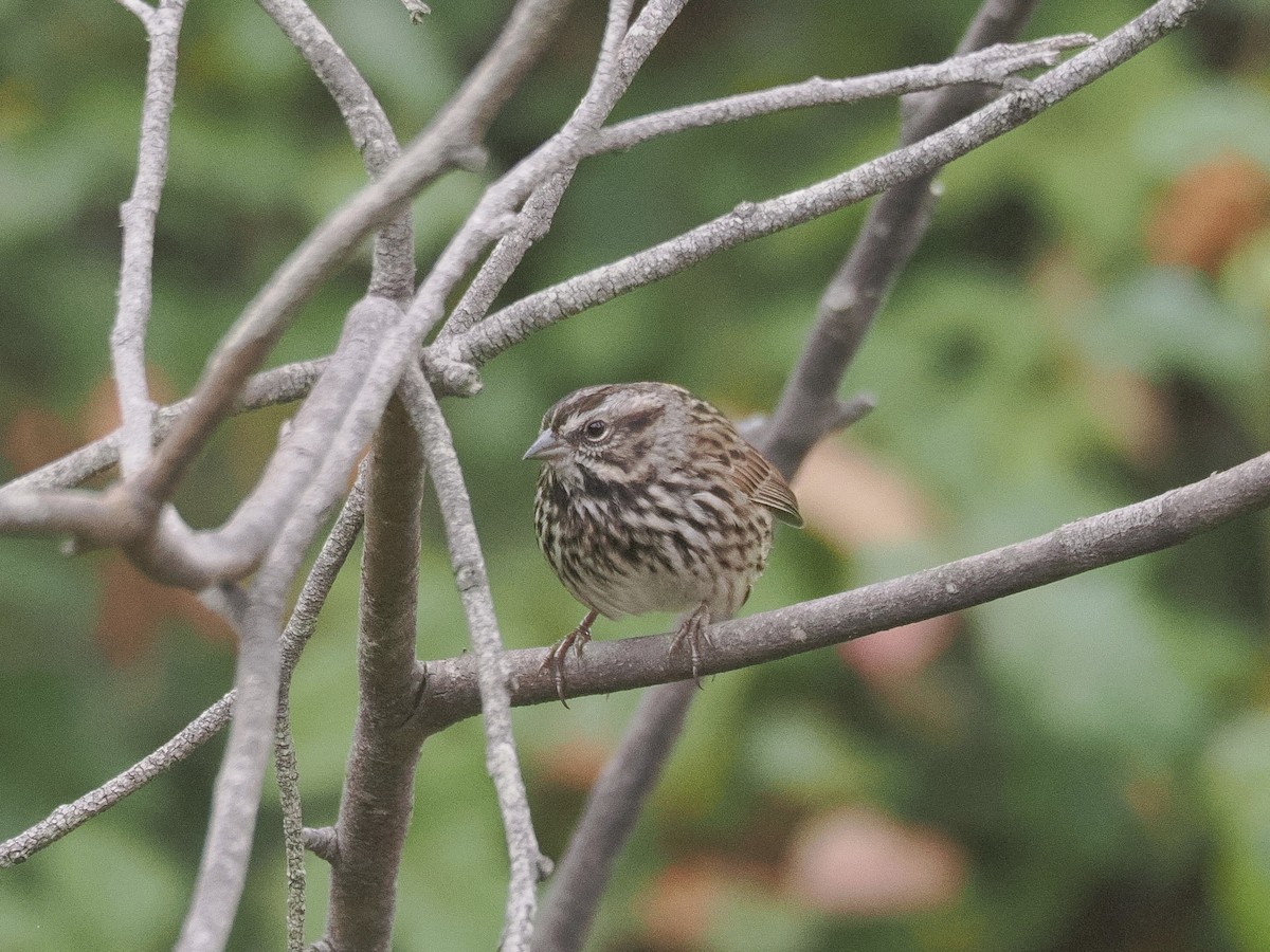 Song Sparrow - ML641879406