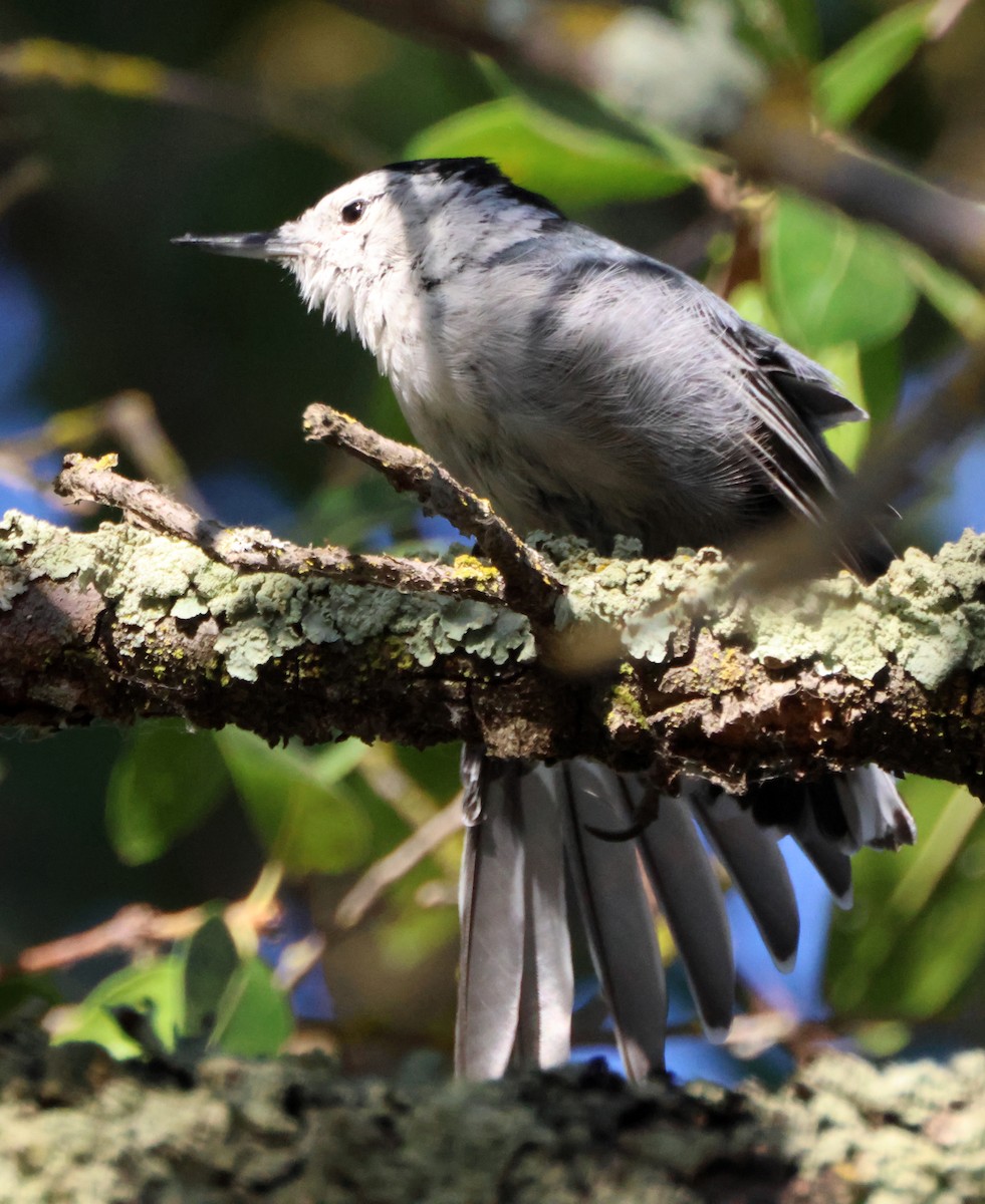 White-breasted Nuthatch - ML641879407