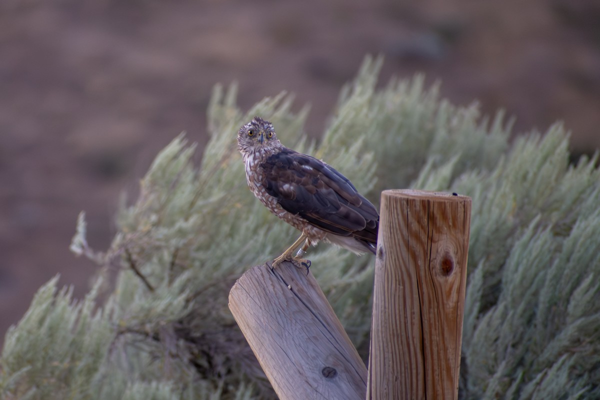 Cooper's Hawk - ML641879408