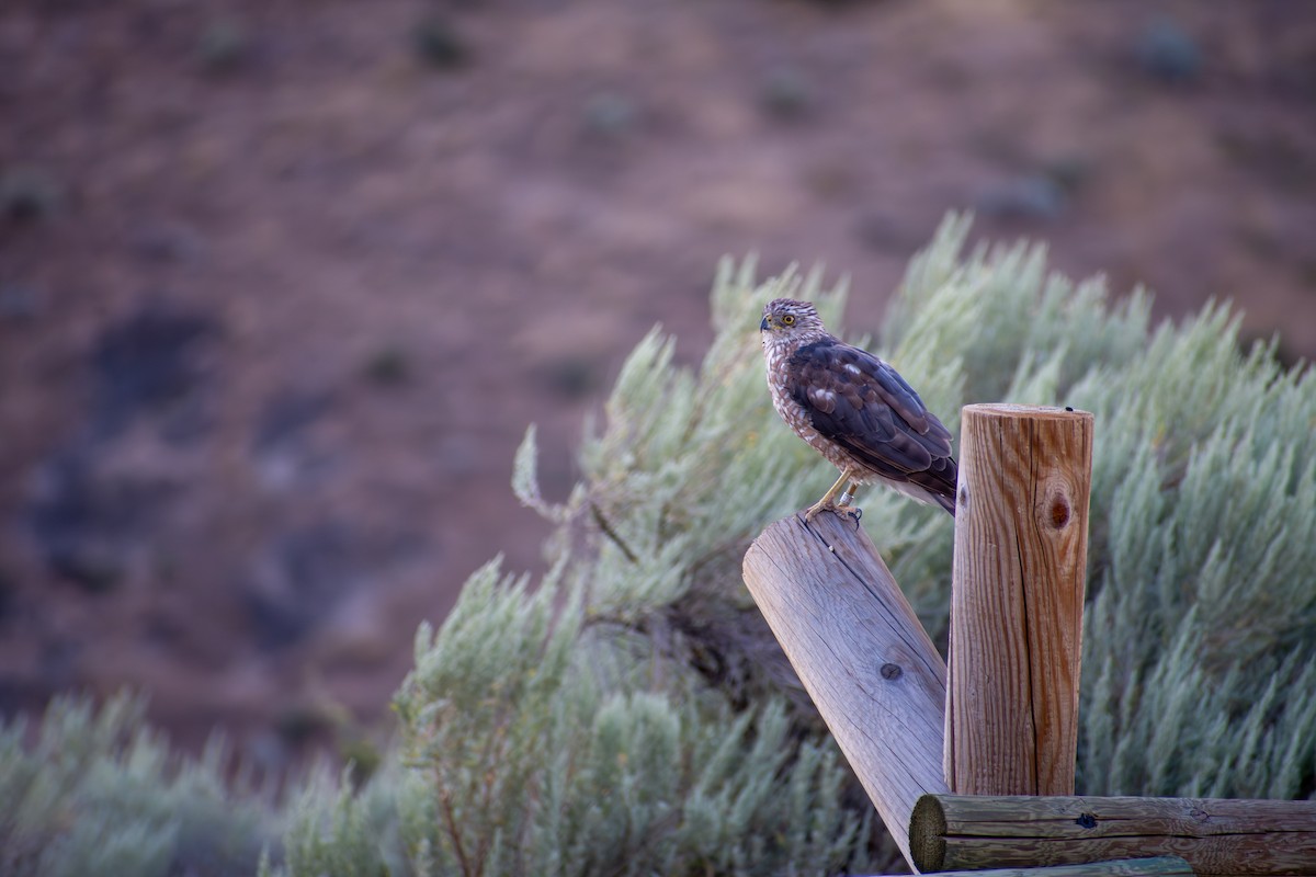 Cooper's Hawk - ML641879409