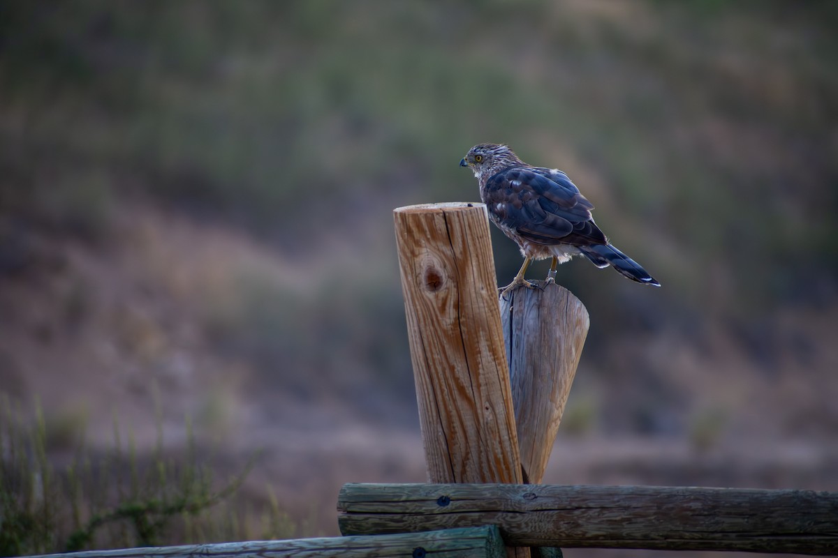 Cooper's Hawk - ML641879410