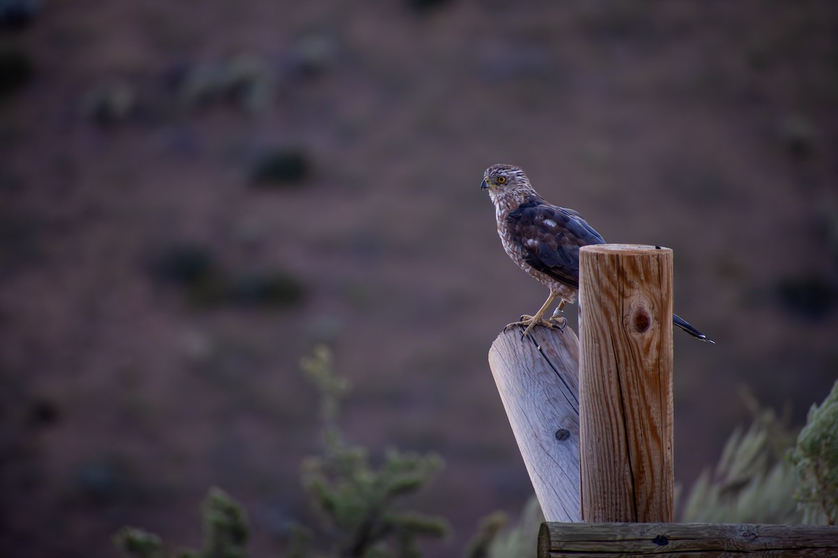 Cooper's Hawk - ML641879411