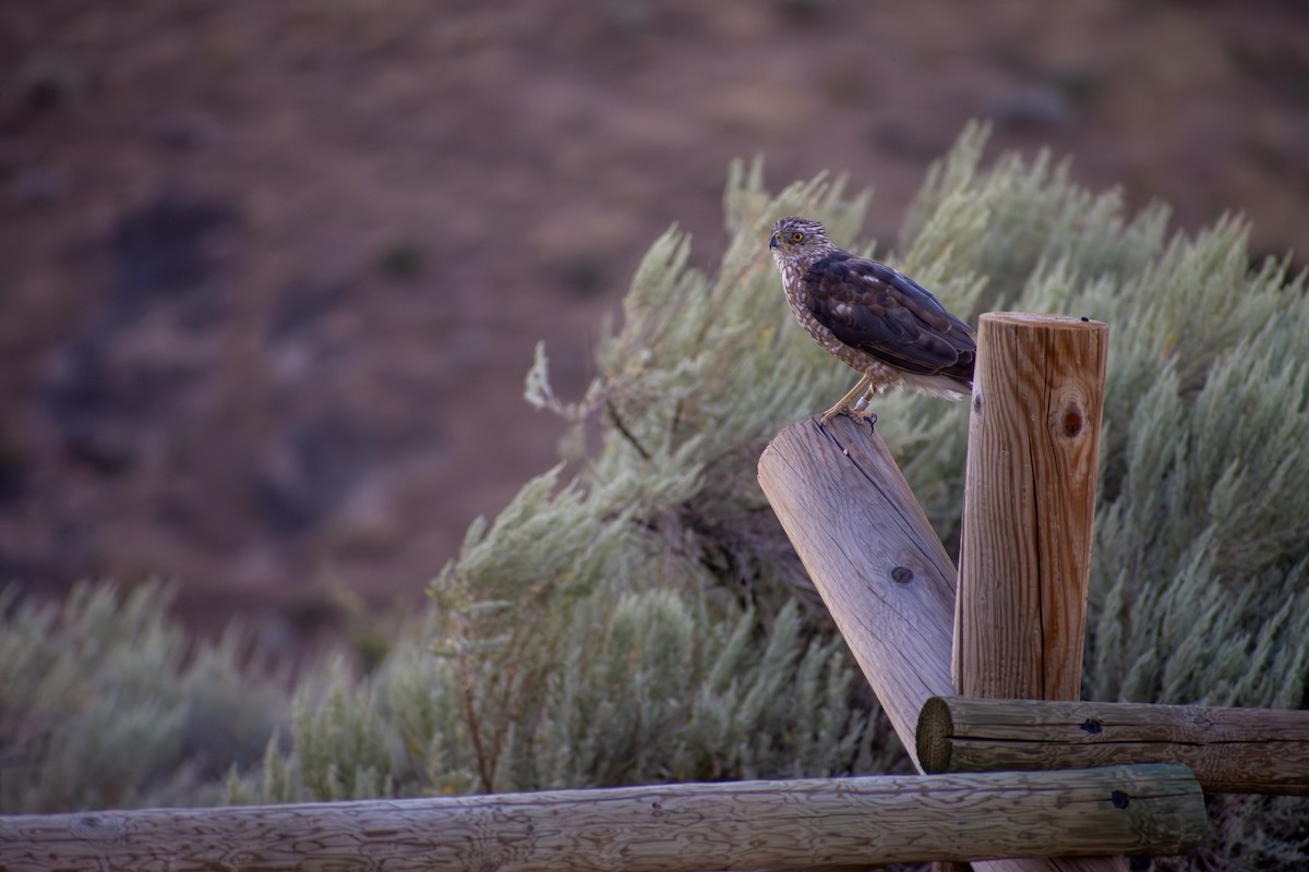 Cooper's Hawk - ML641879412