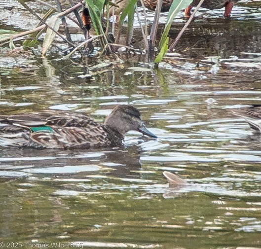 Green-winged Teal - ML641879414