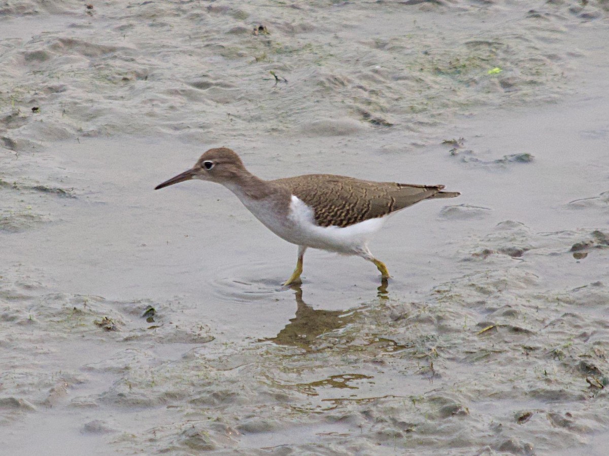 Spotted Sandpiper - ML641879415