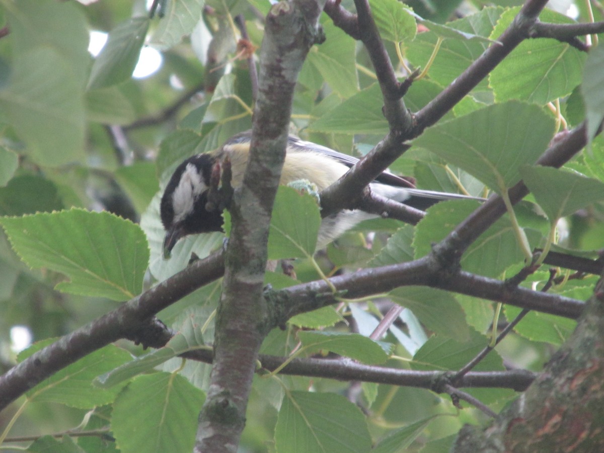 Great Tit - ML641879420