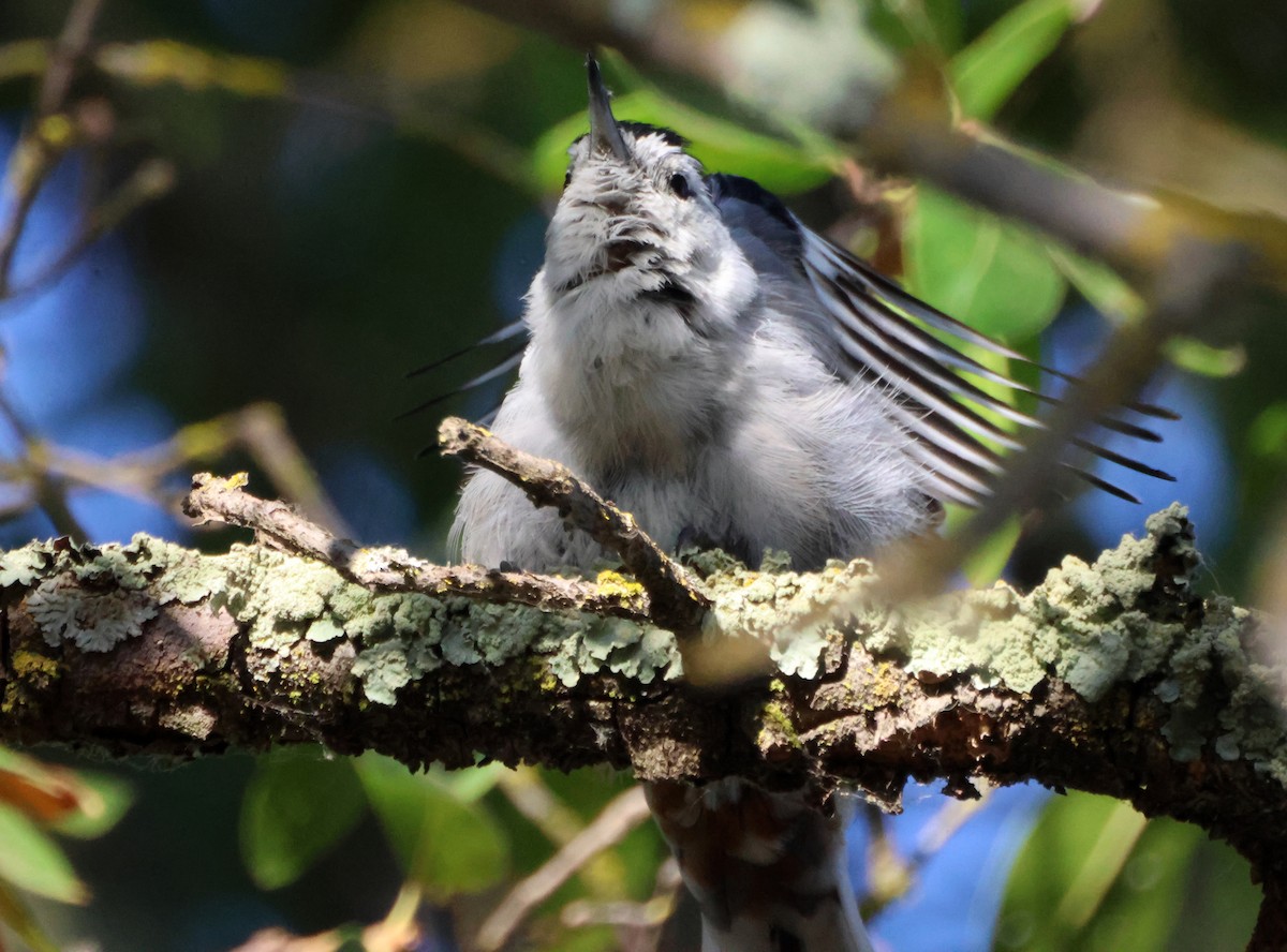 White-breasted Nuthatch - ML641879421