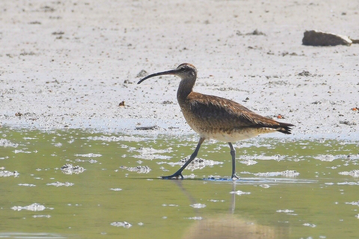 Whimbrel - ML641879422