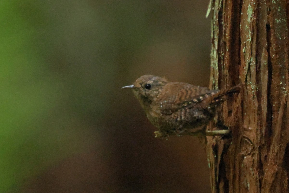 Pacific Wren - ML641879424