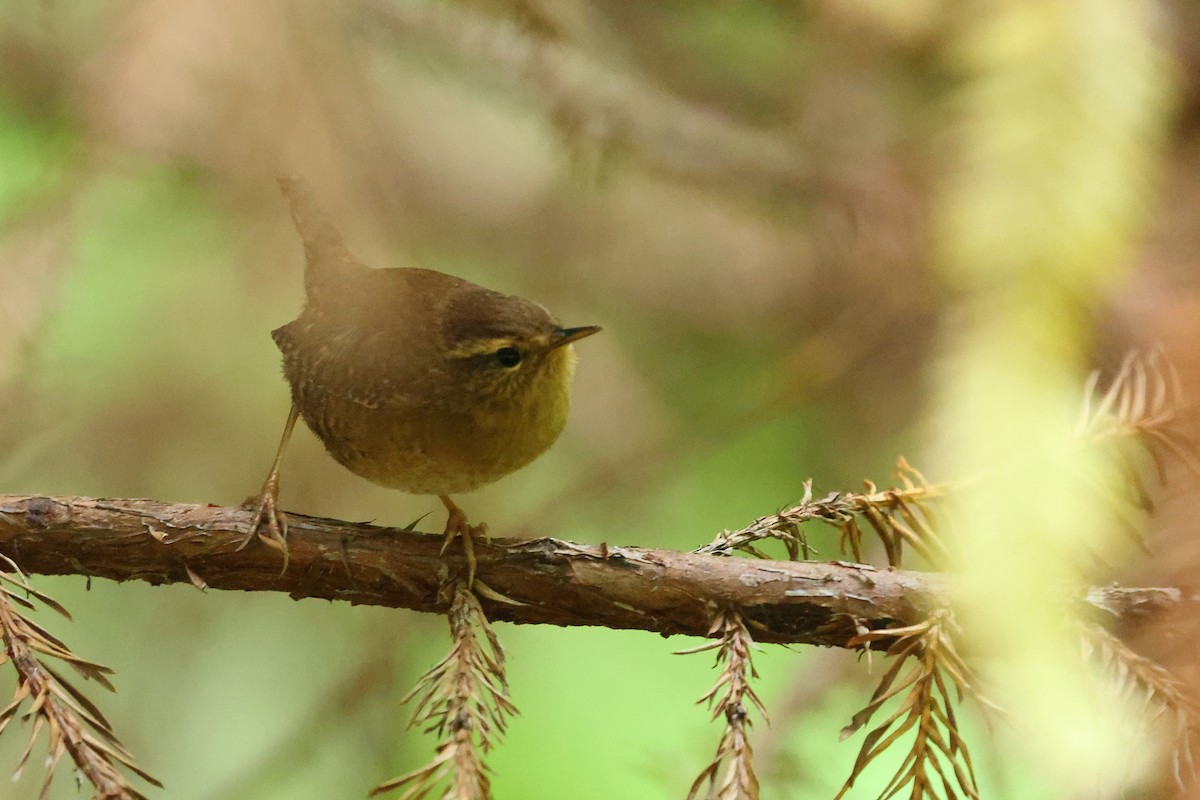 Pacific Wren - ML641879425