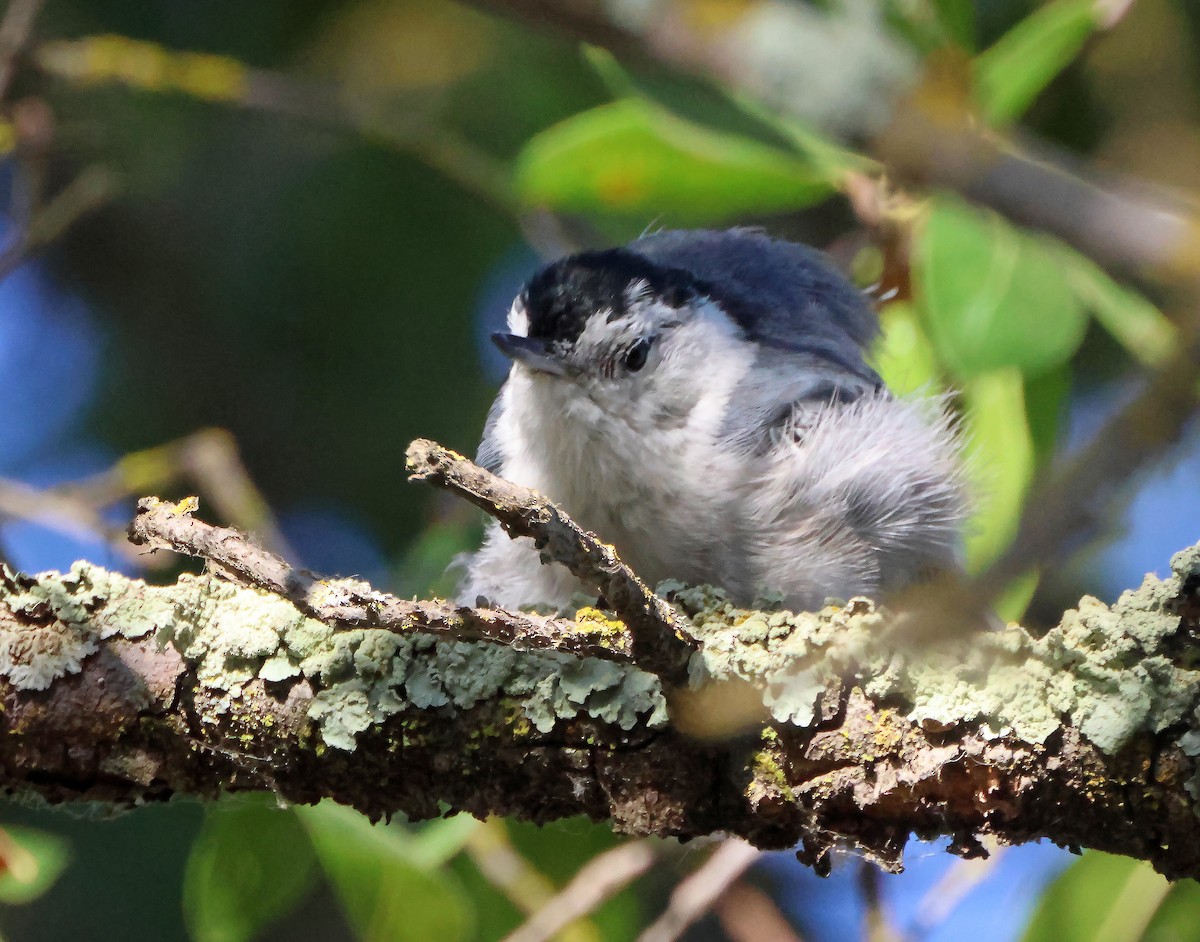 White-breasted Nuthatch - ML641879426