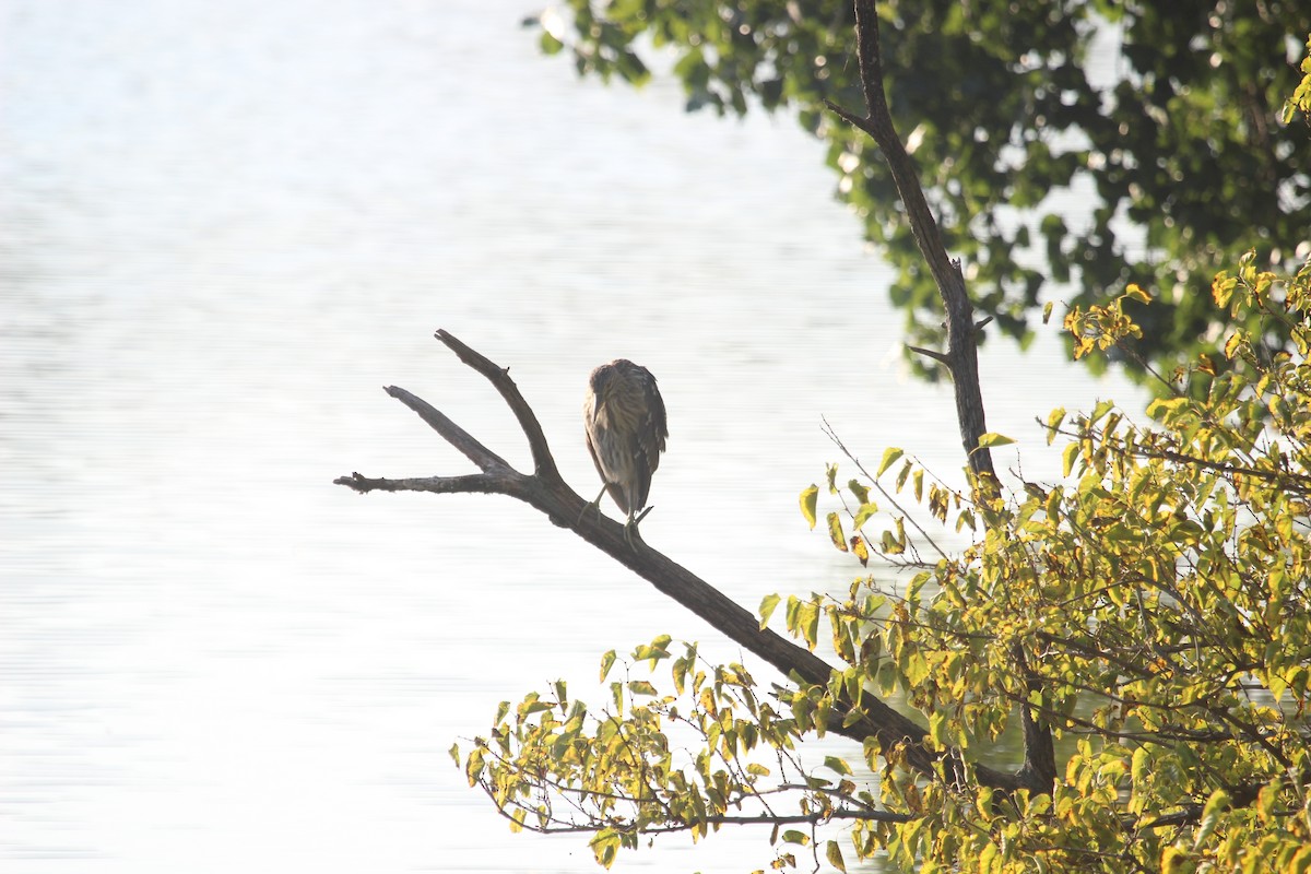Black-crowned Night Heron - ML641879428