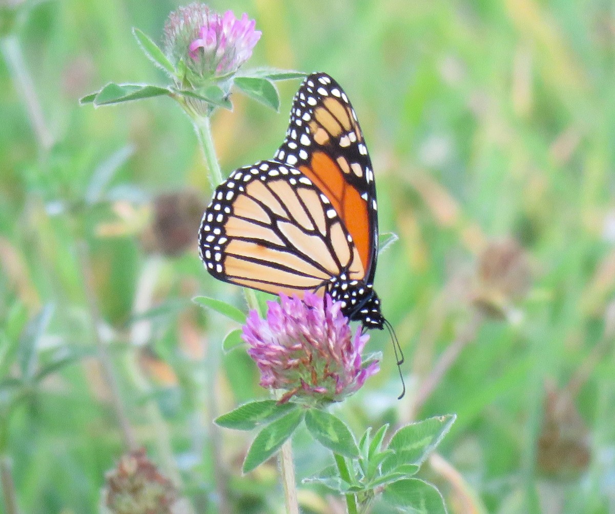 Insects - ML641879474