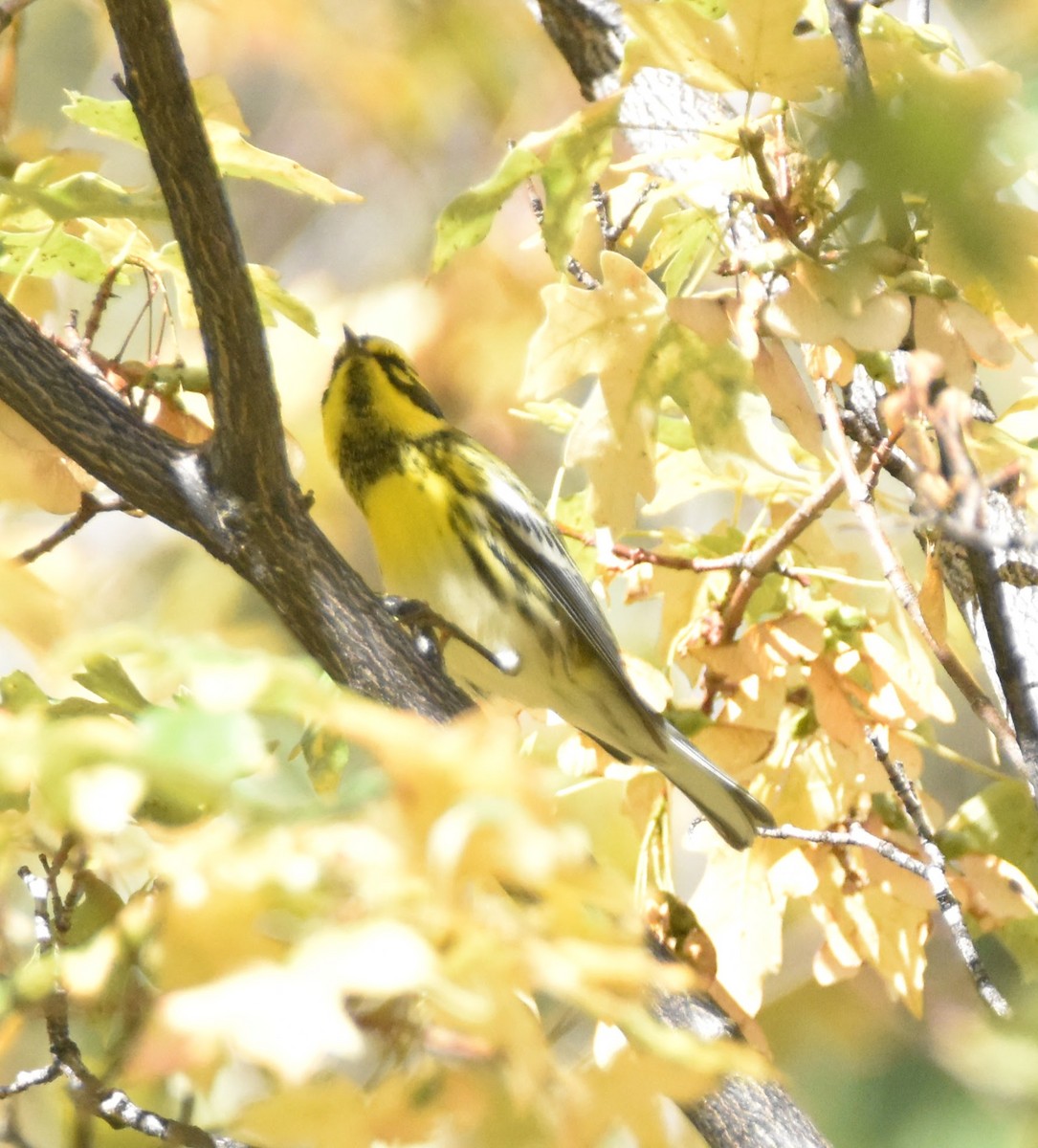 Townsend's Warbler - ML641879480
