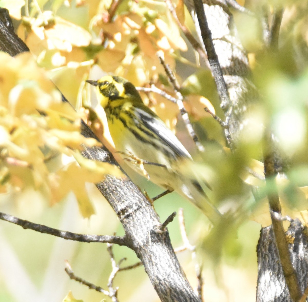 Townsend's Warbler - ML641879481