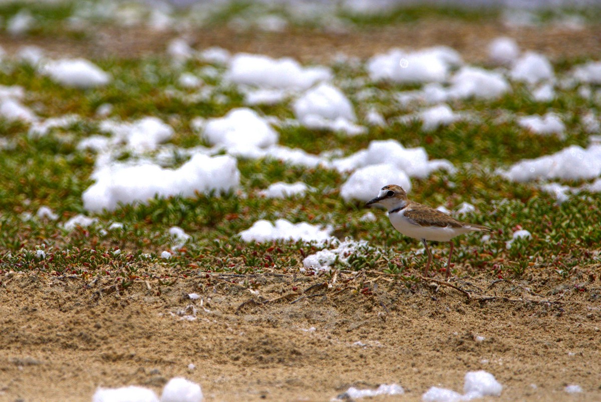 Collared Plover - ML641879487