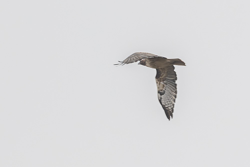 Red-tailed Hawk - ML641879509