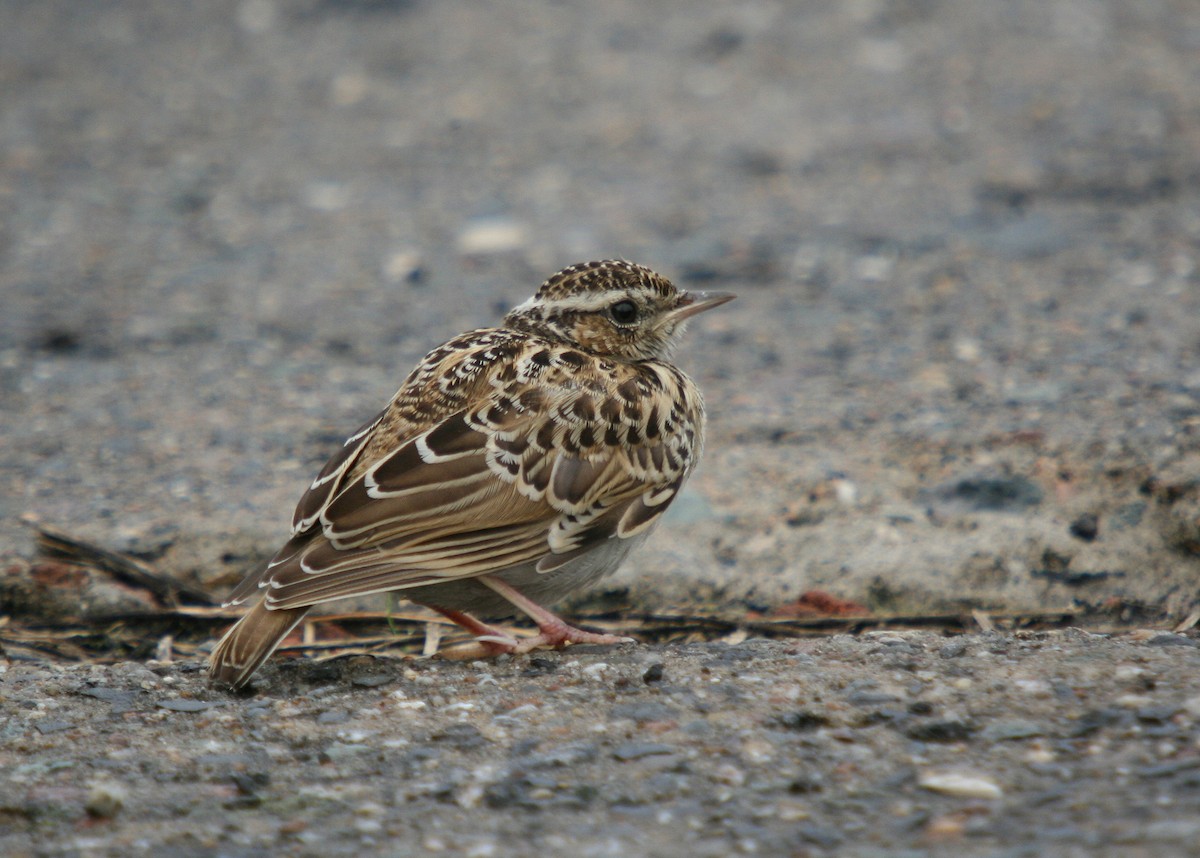 Wood Lark - Christoph Moning