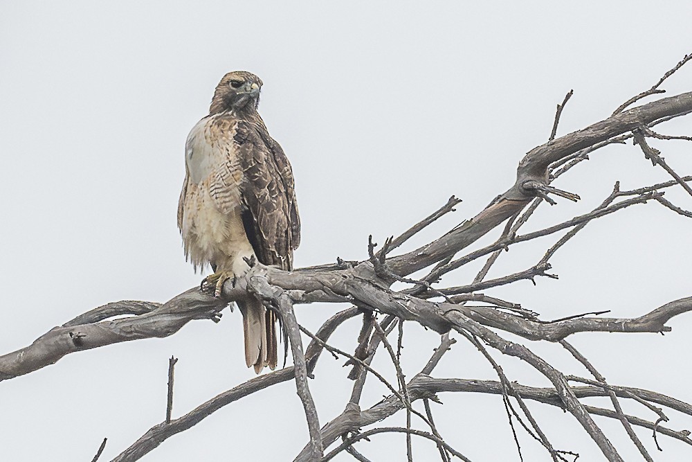 Red-tailed Hawk - ML641879510