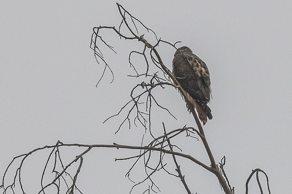 Red-tailed Hawk - ML641879511