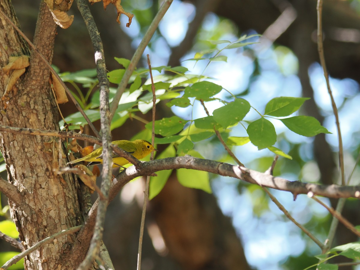 Wilson's Warbler - ML641879527