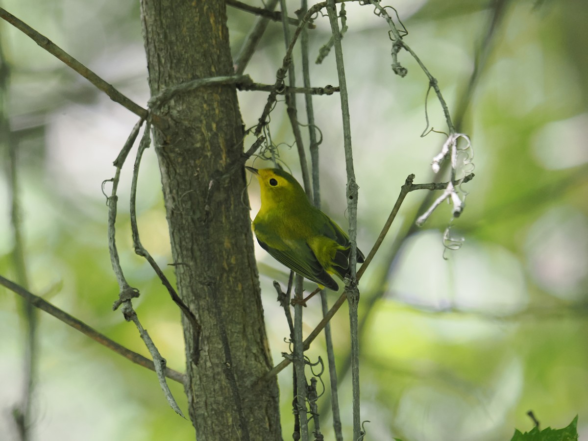 Wilson's Warbler - ML641879529