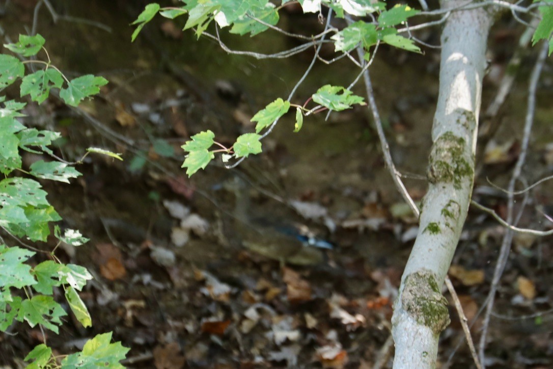 Wood Duck - ML641879531