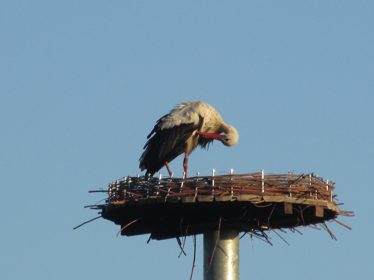 White Stork - ML641879536