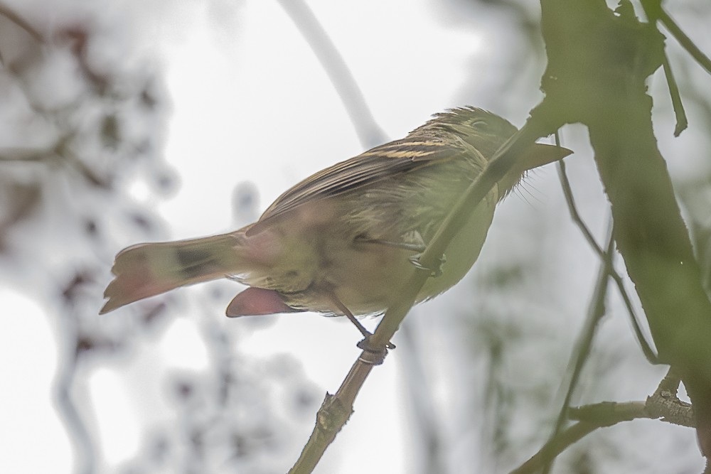 Western Flycatcher - ML641879539