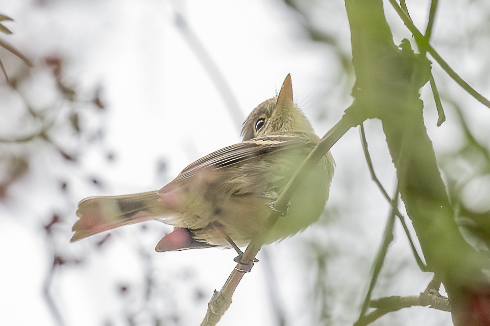 Western Flycatcher - ML641879540