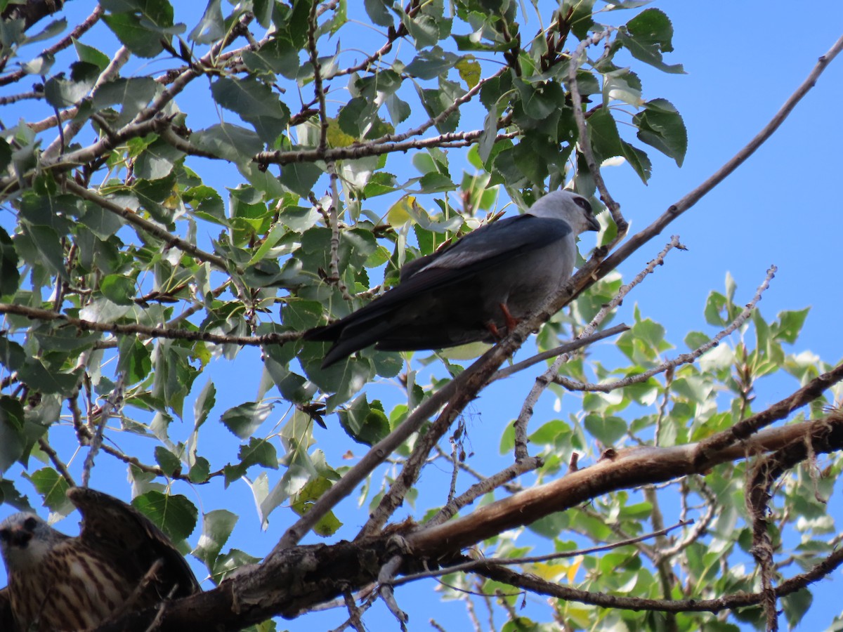 Mississippi Kite - ML641879554
