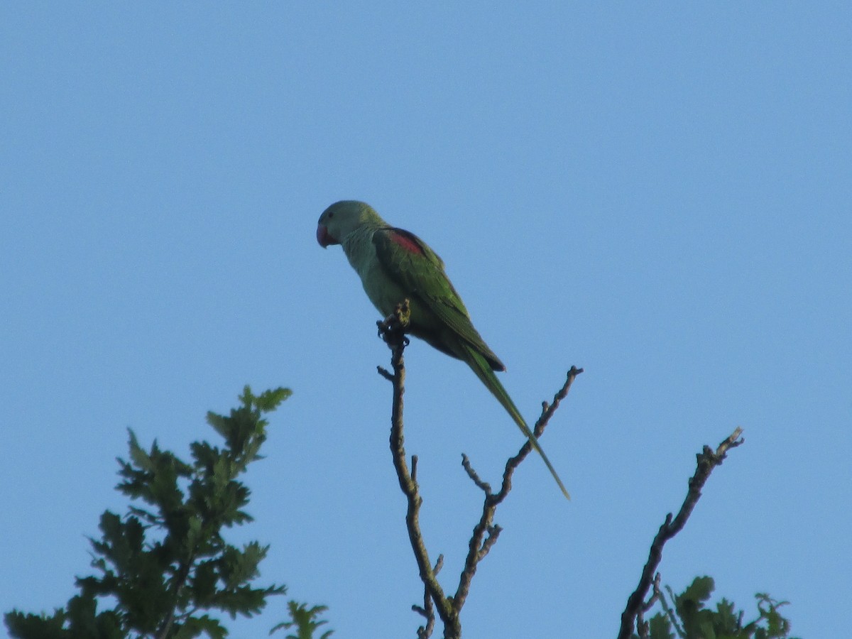 Alexandrine Parakeet - ML641879555