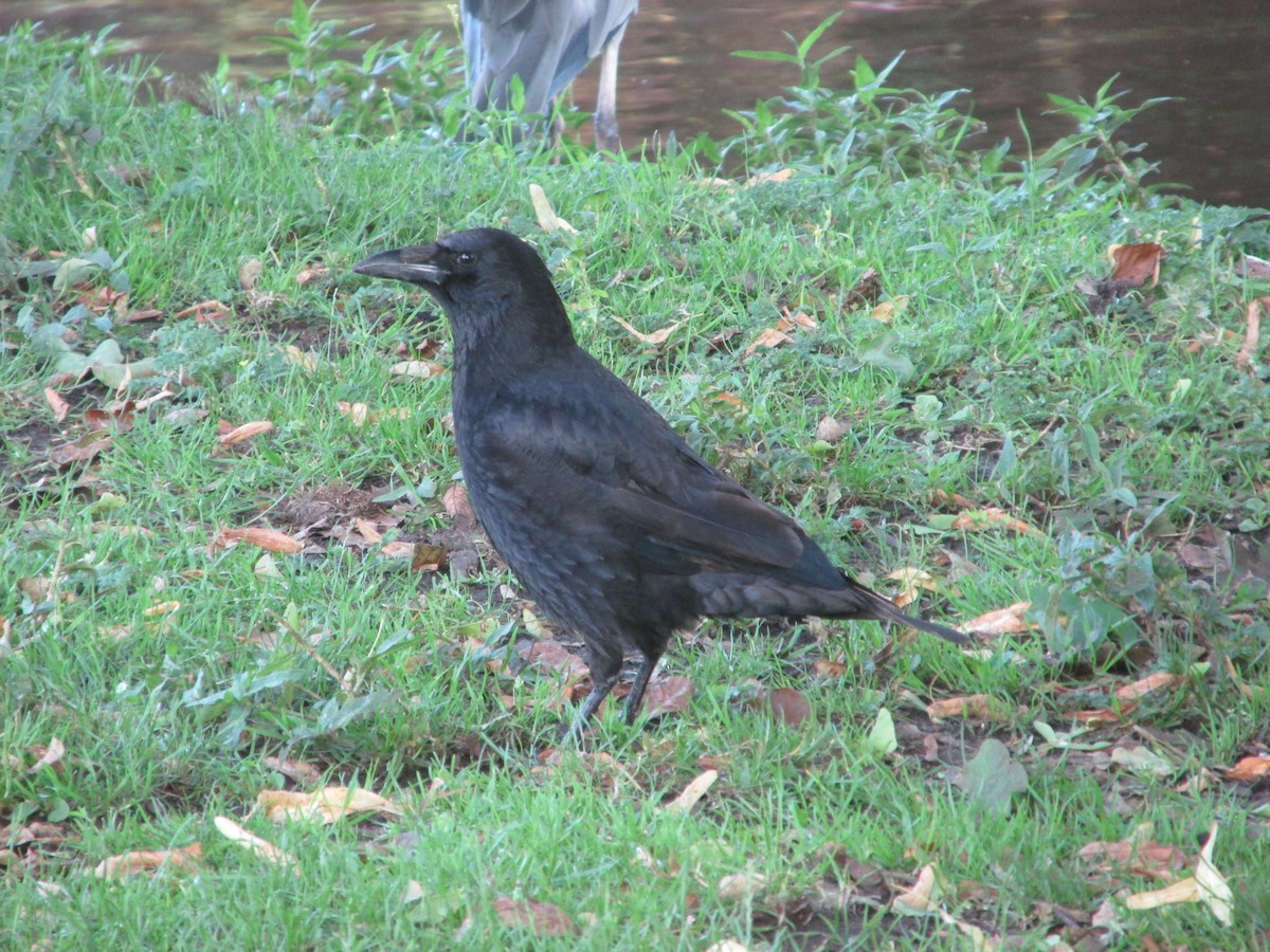Carrion Crow - ML641879573