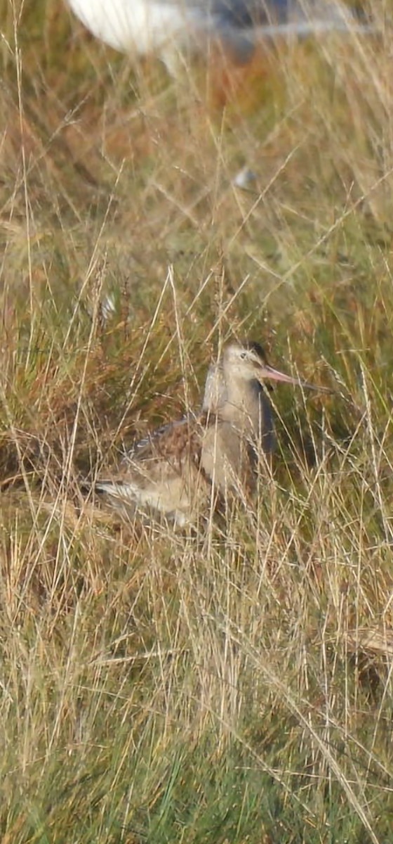 Hudsonian Godwit - ML641879580