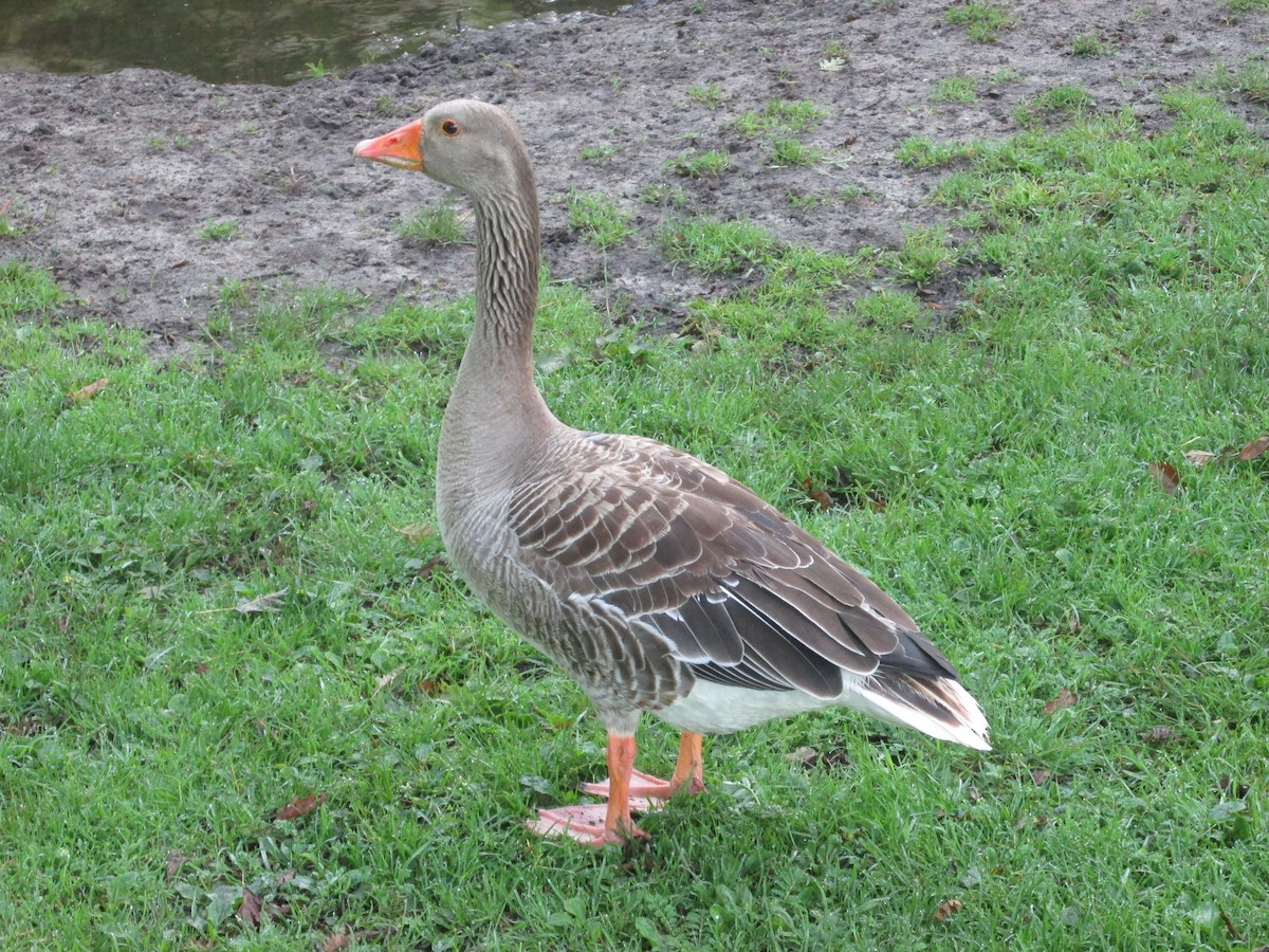Graylag Goose - ML641879585
