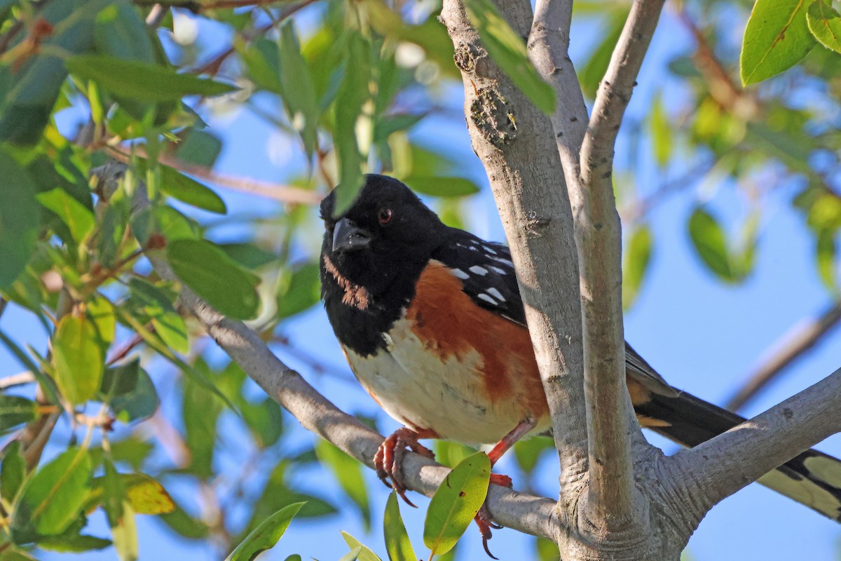 Spotted Towhee - ML641879590