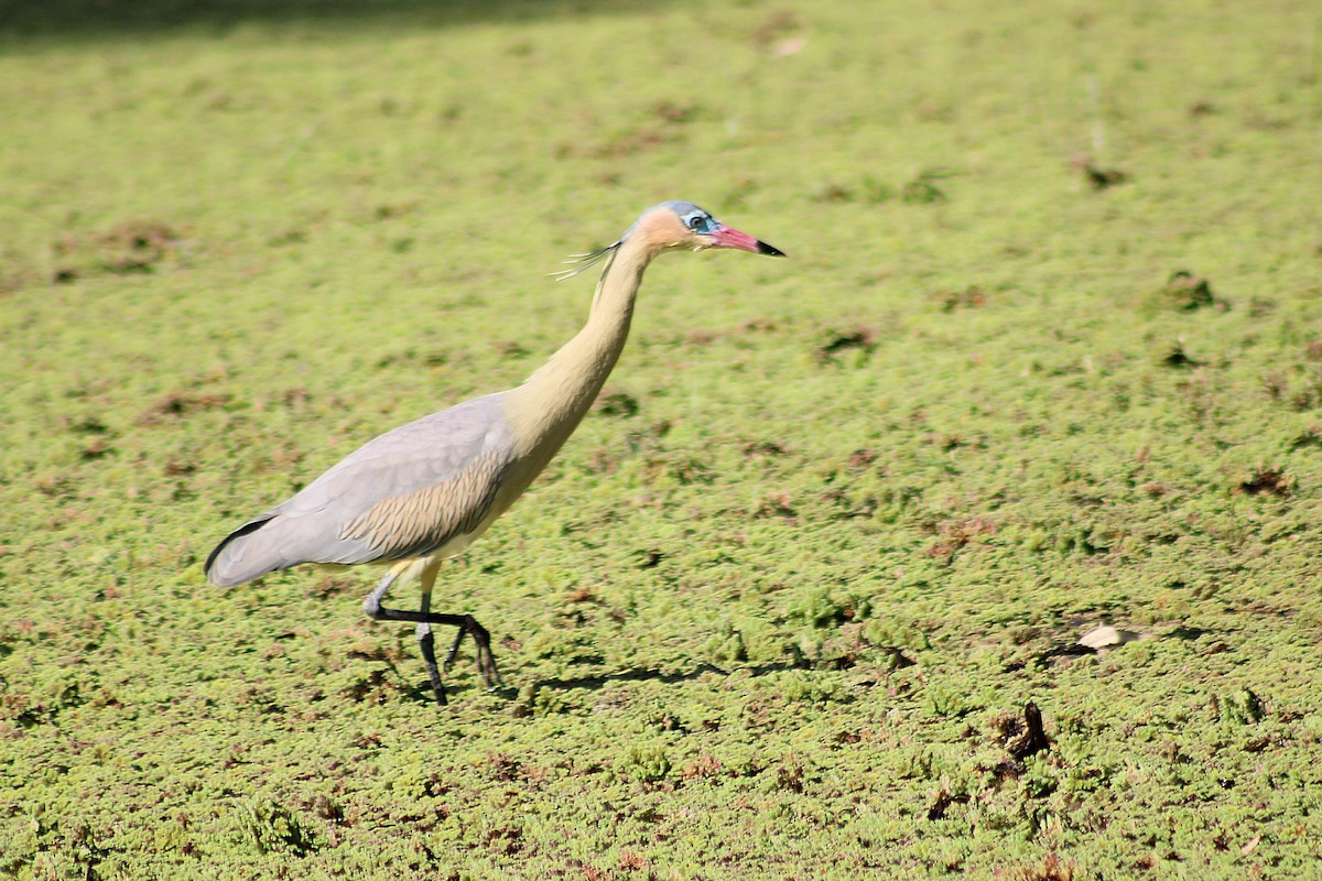 Whistling Heron - ML641879592