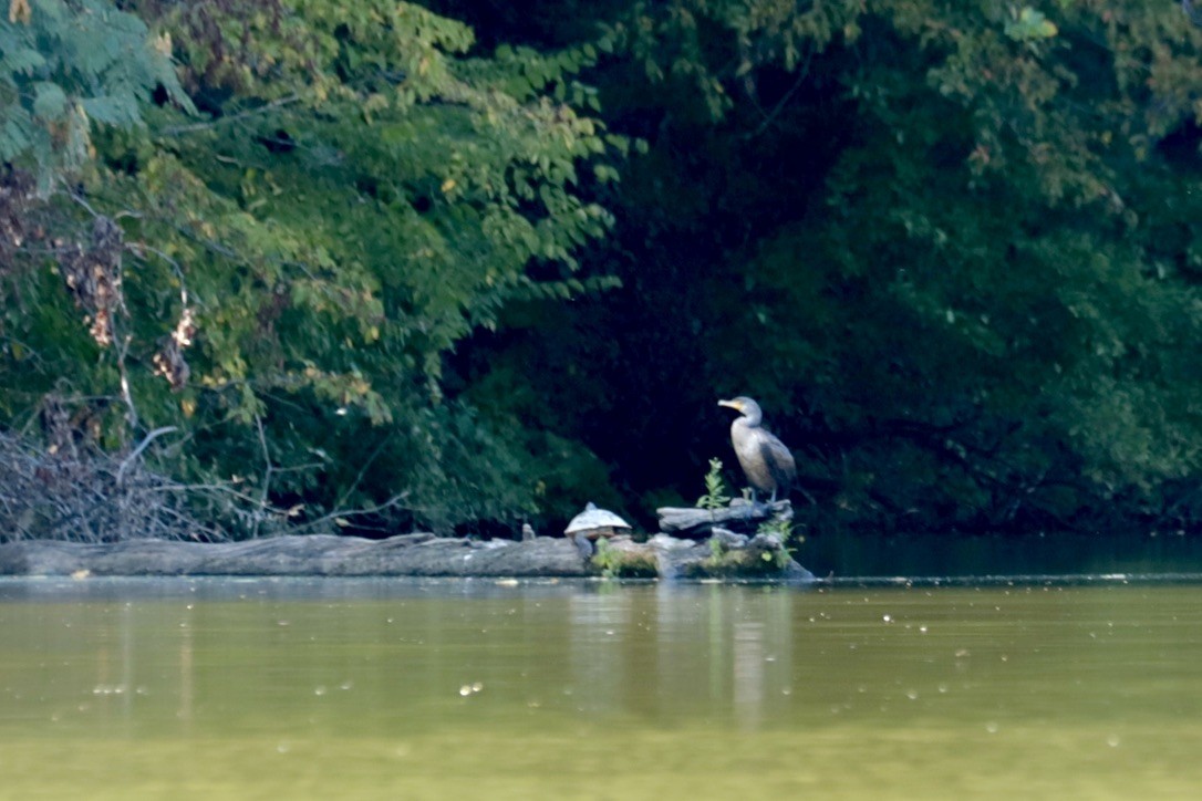 Double-crested Cormorant - ML641879619