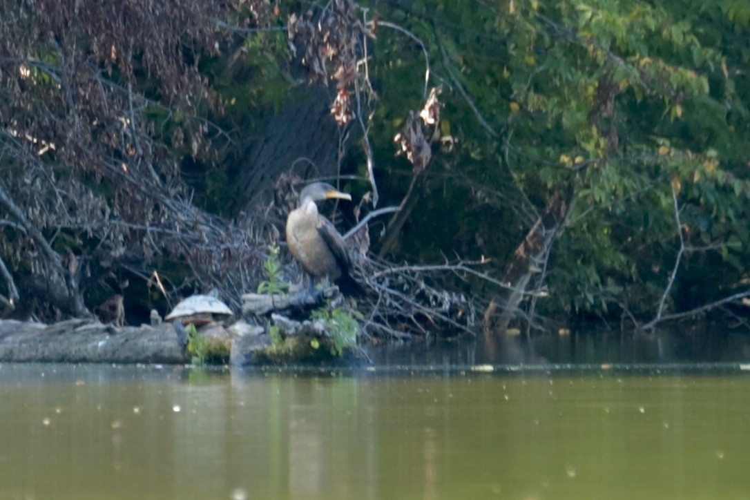 Double-crested Cormorant - ML641879620